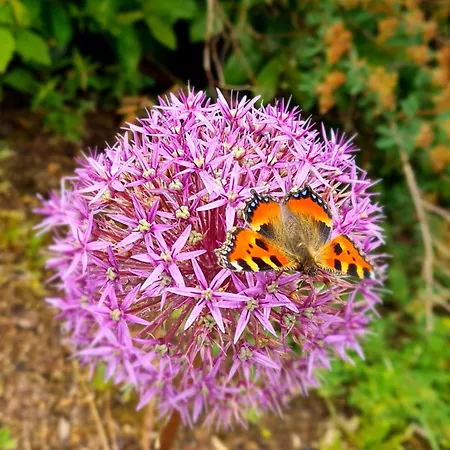 Alpenblick Διαμέρισμα